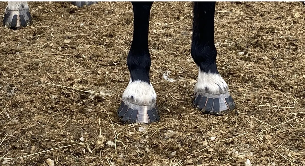 Närbild av Goodsmith limbeslag på framhovarna