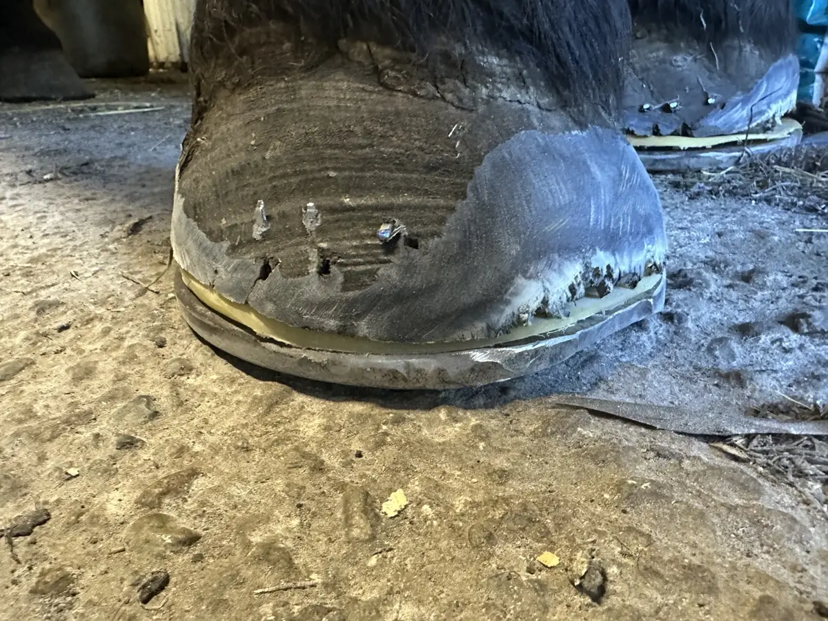 Kil och polstring på en fångskadad hov sedda från sidan