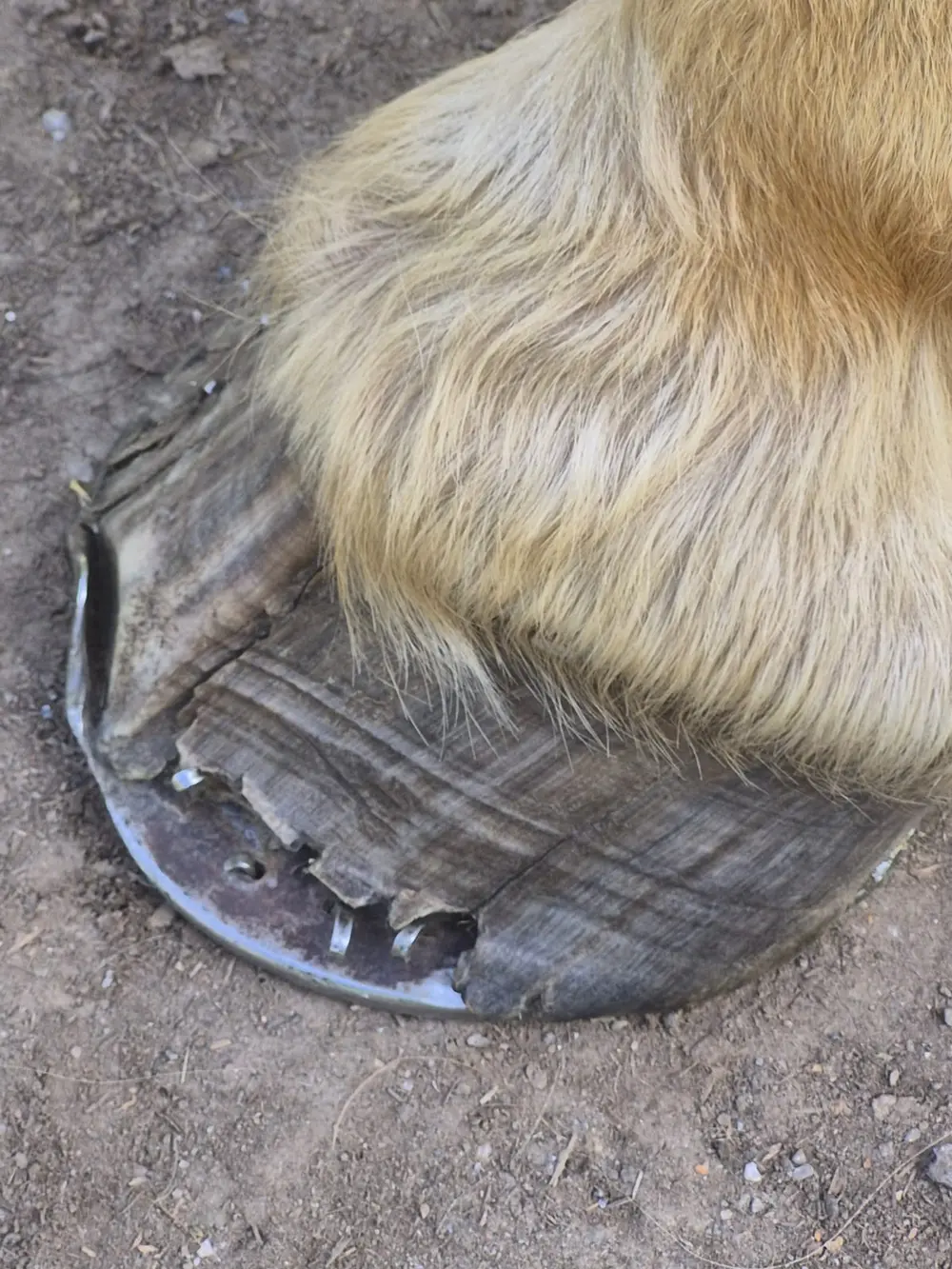 Skadad hovvägg på kallblodshäst före uppbyggnad
